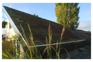 interview met Tuinman Lodewijk over groene daken