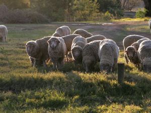 schapenwol-isolatie